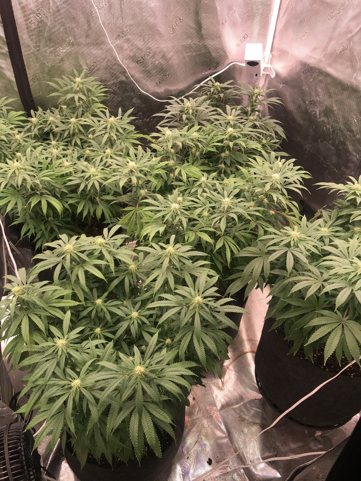 Day 21 into flower progression question