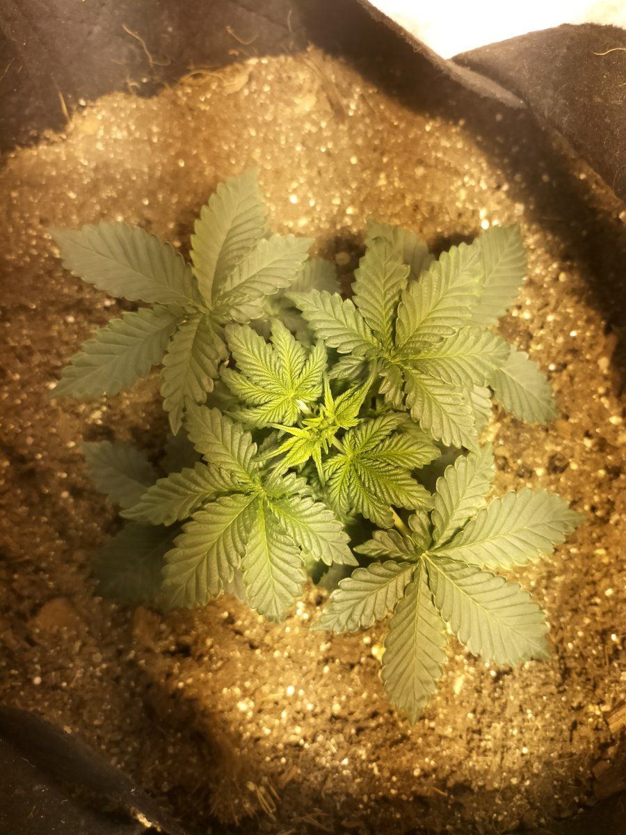 Day 21