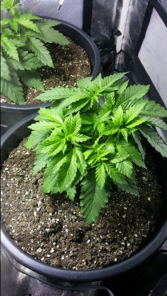 Day 21