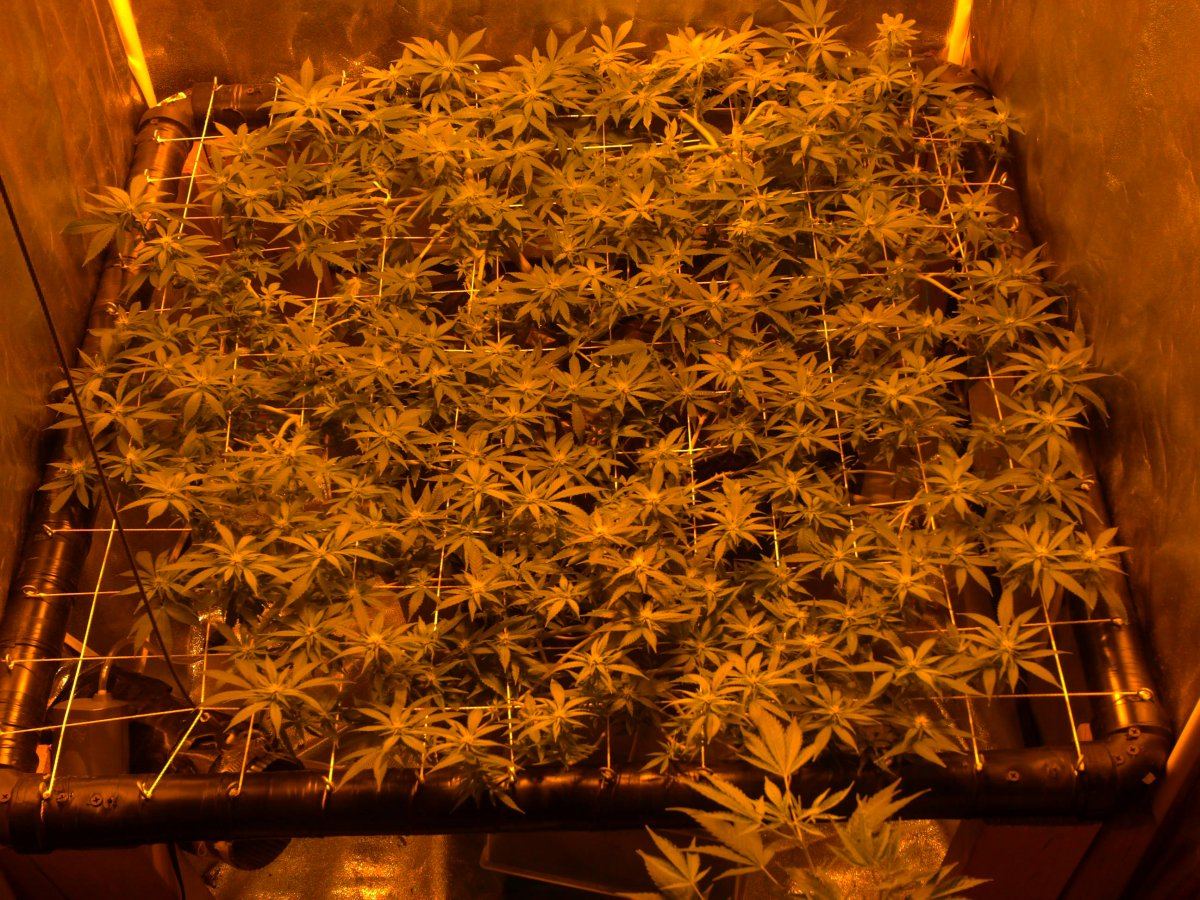 Day 21 of scrog indoors 007