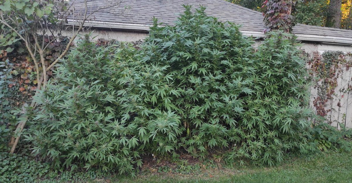 Day 210 Chemdawg all