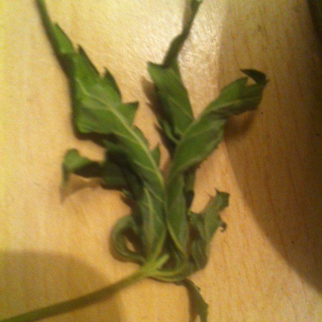 DAY 22 dead leaf
