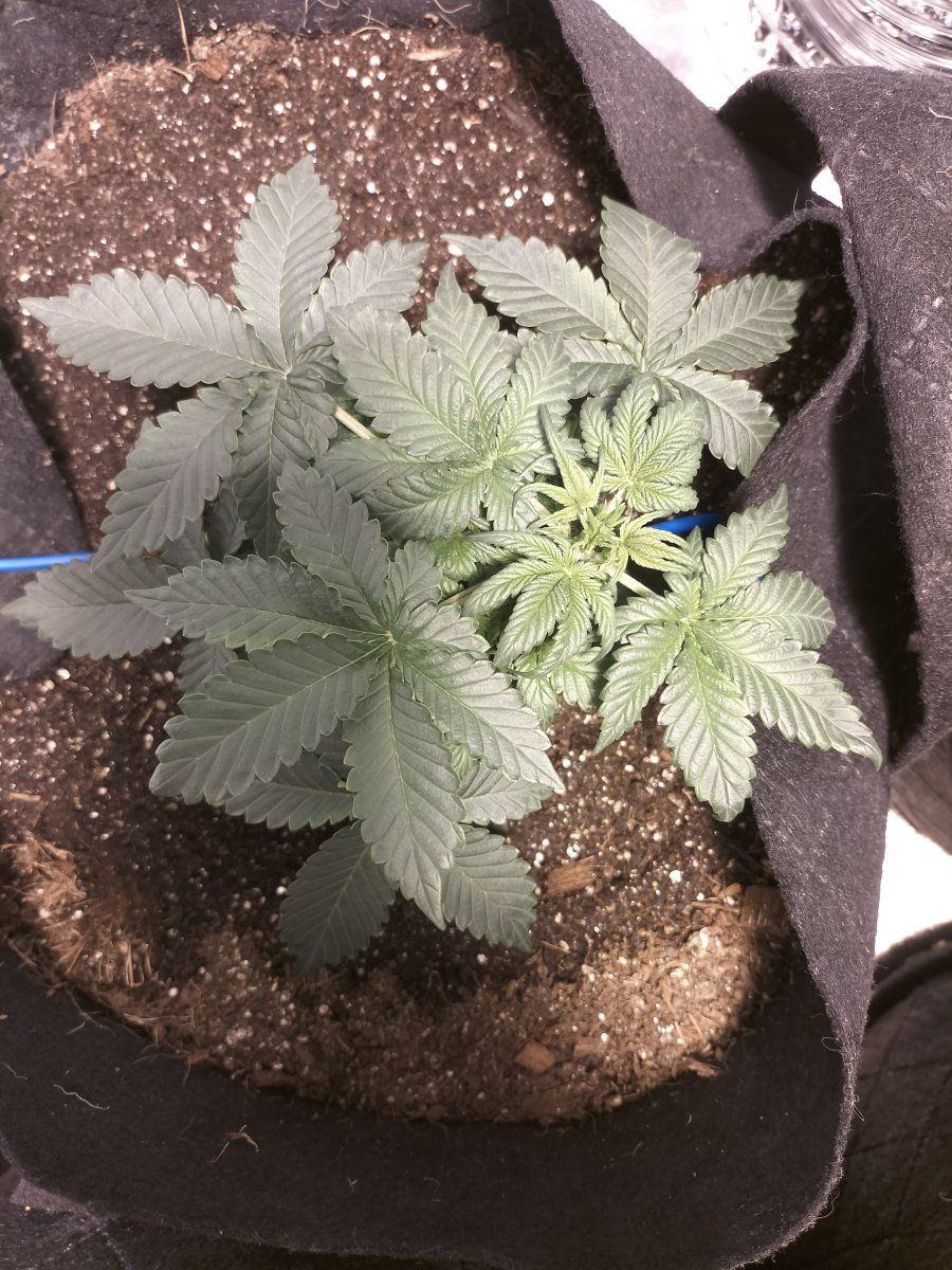 Day 23 LST 1