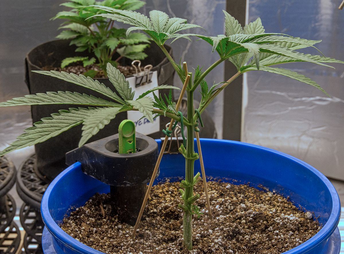 Day 23 MW after 9 Oct