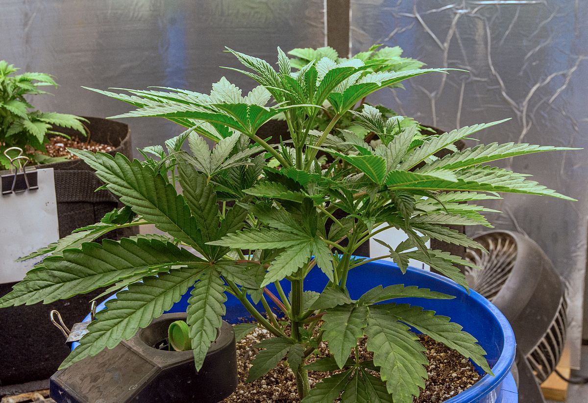 Day 23 MW befoe topping 9 Oct
