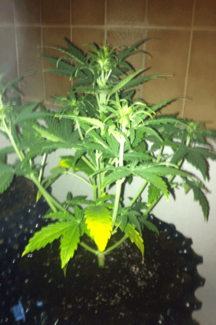 DAY 242