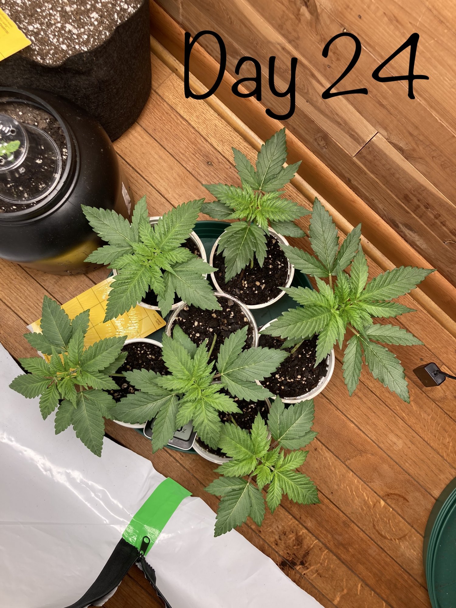 Day 24 from seed 6 strain grow