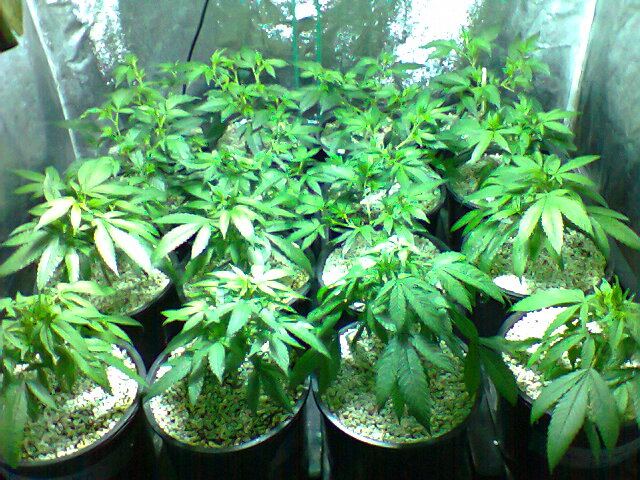 Day 24 Veg