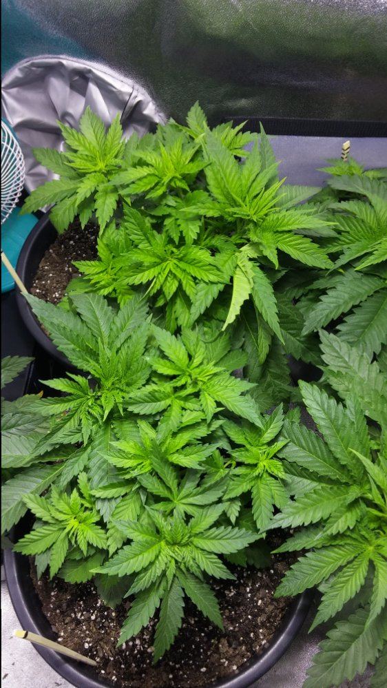 Day 25 14
