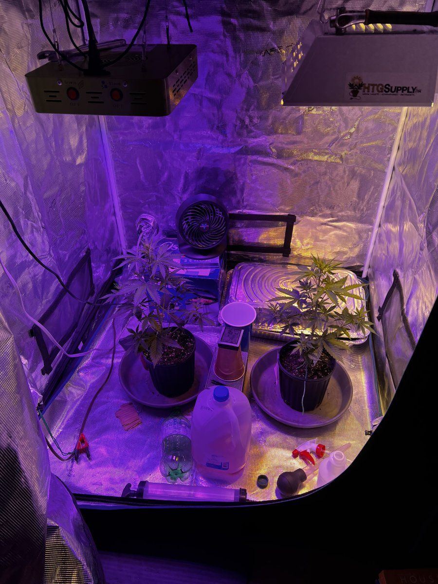 Day 25 veg nutes with bloom nutes or switch to just bloom nutrients to fatten up 6
