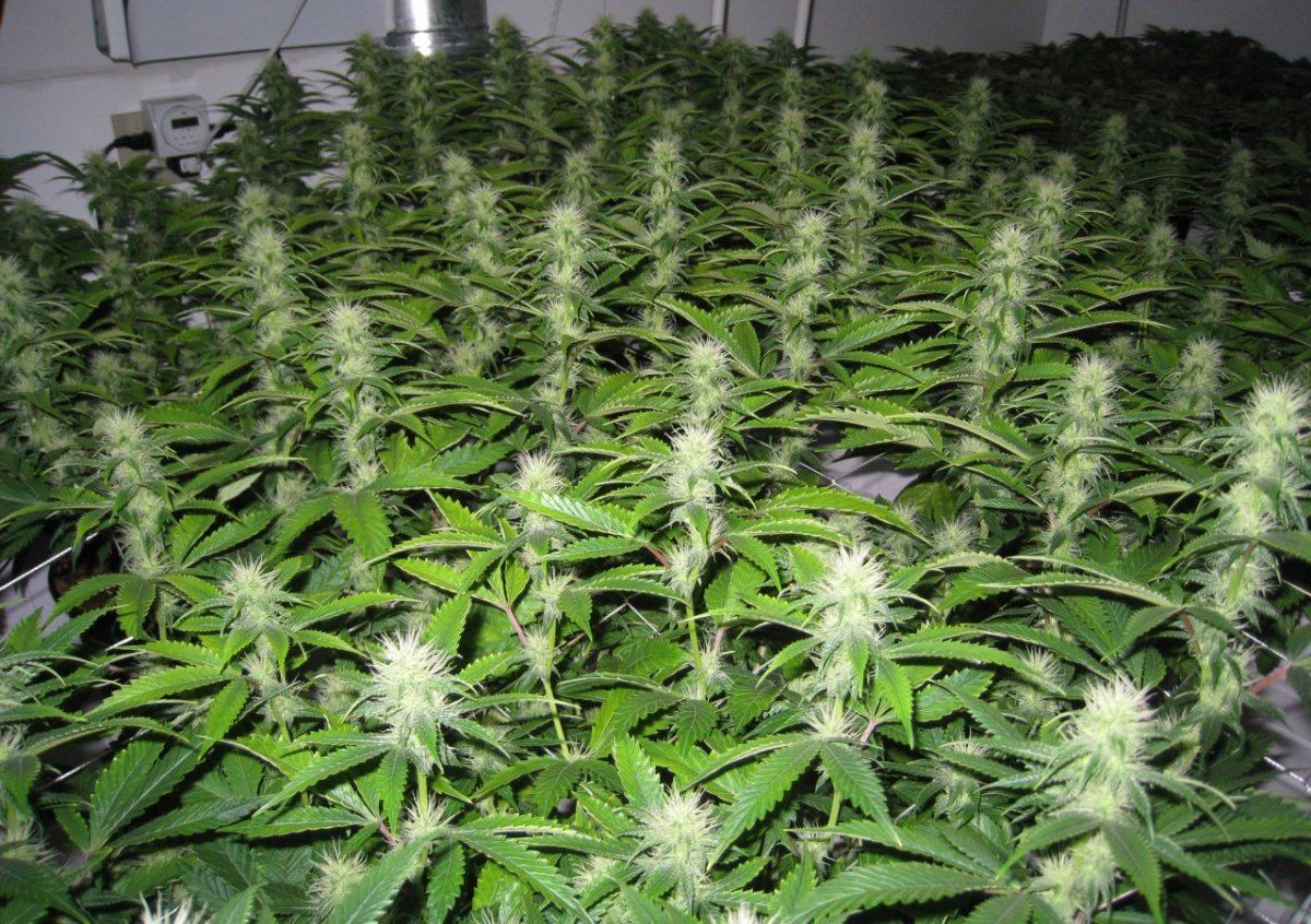 Day 25 WiFiAlien6
