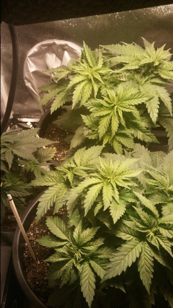 Day 26