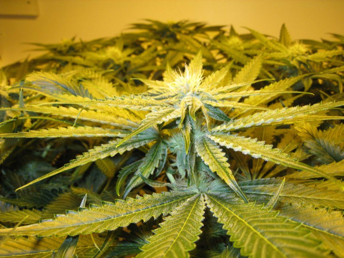 Day 28 Alien Grapevine1