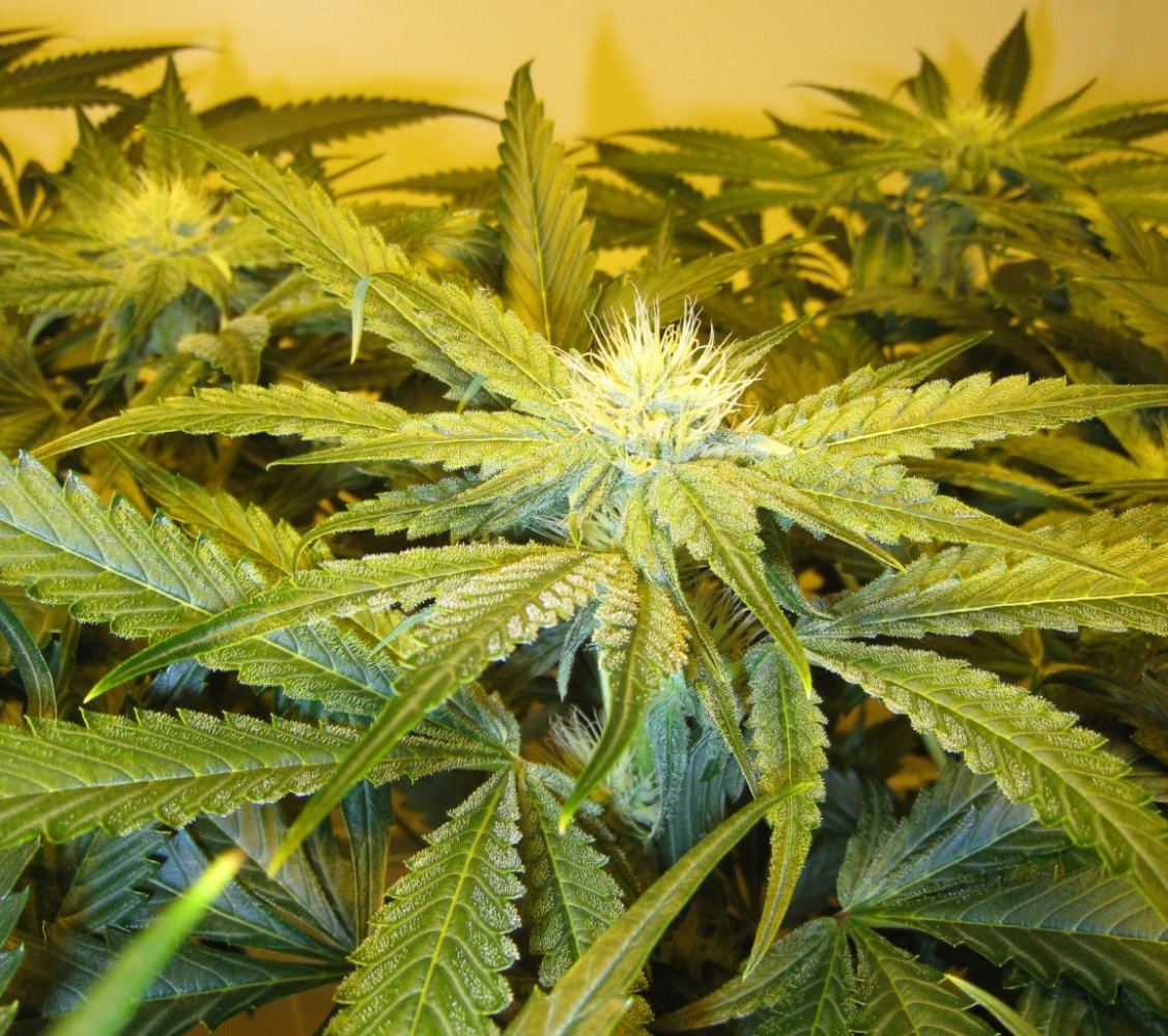Day 28 Alien Grapevine4