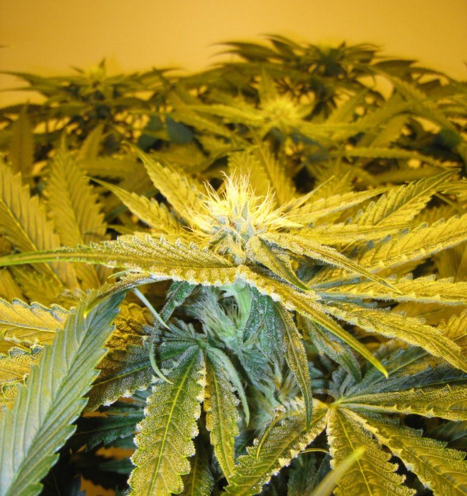 Day 28 Alien Grapevine5