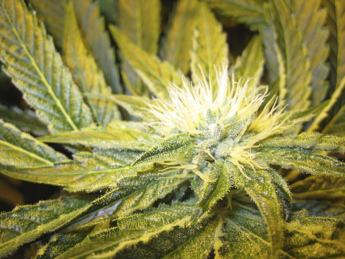 Day 28 WiFi Alien1