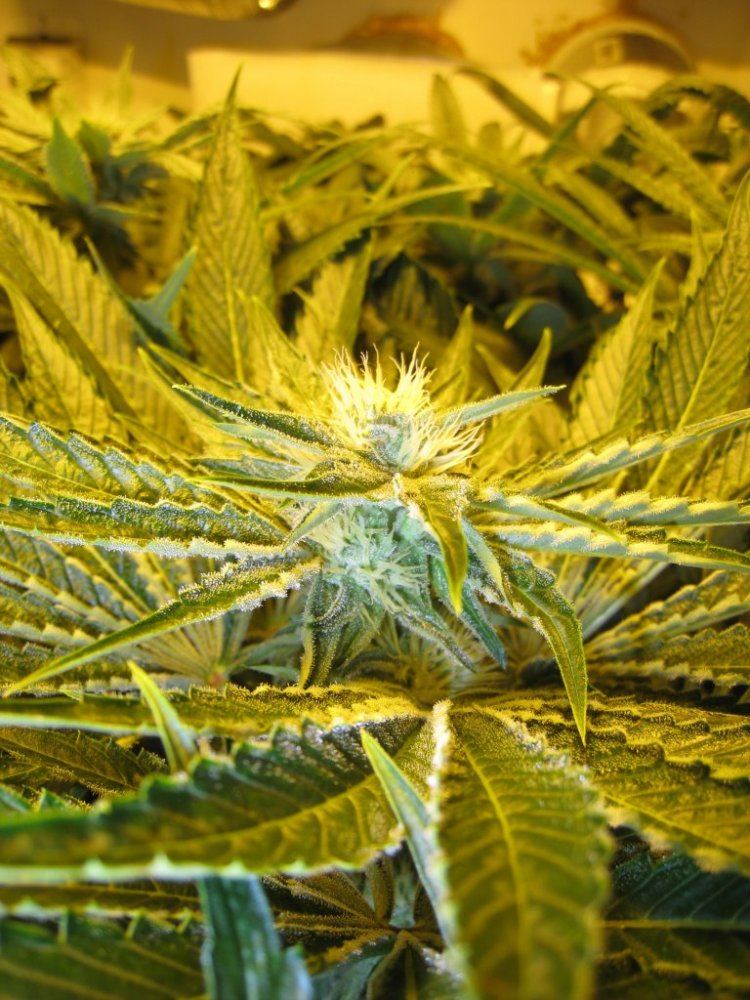 Day 28 WiFi Alien2