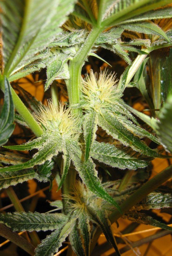 Day 28 WiFi Alien3