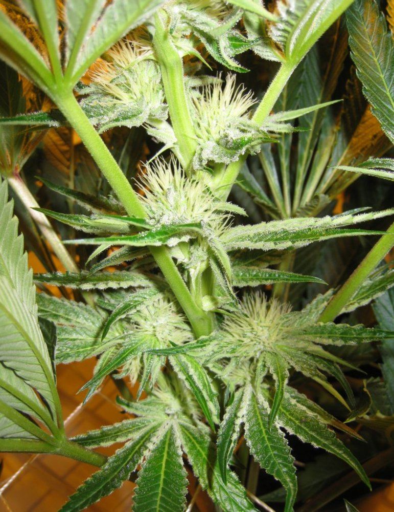 Day 28 WiFi Alien4