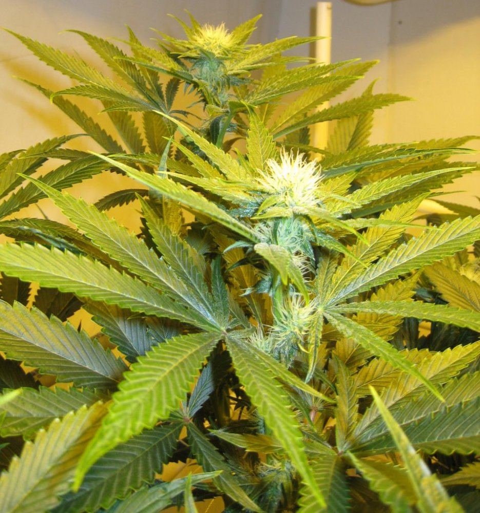Day 28 WiFi Alien5
