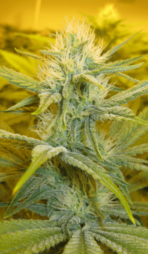 Day 28 WS08