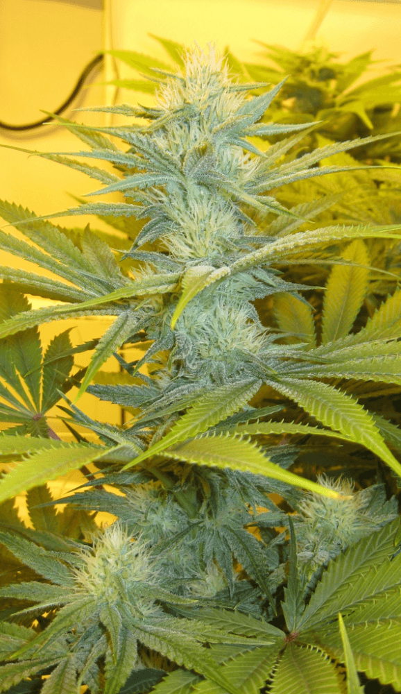 Day 28 WS09