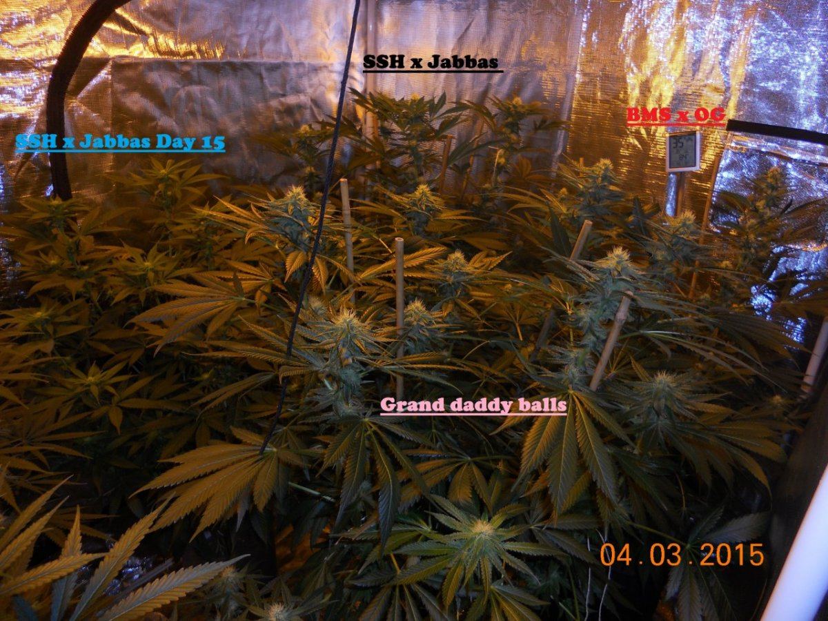 Day 29 004