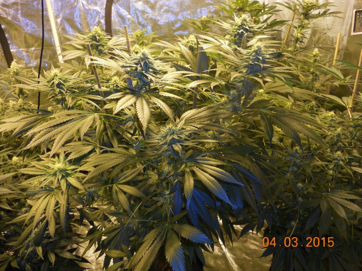 Day 29 007