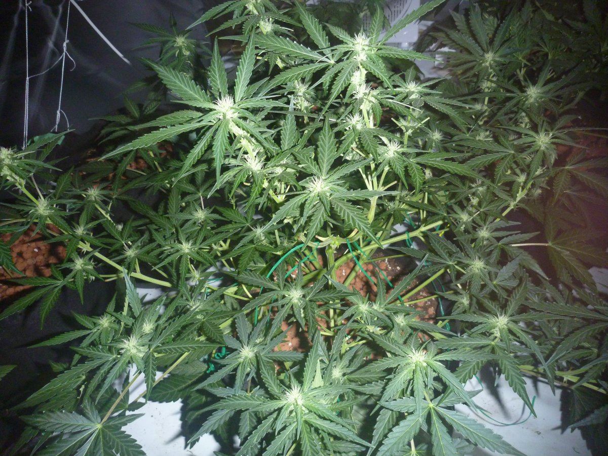Day 29 chocolate skunk