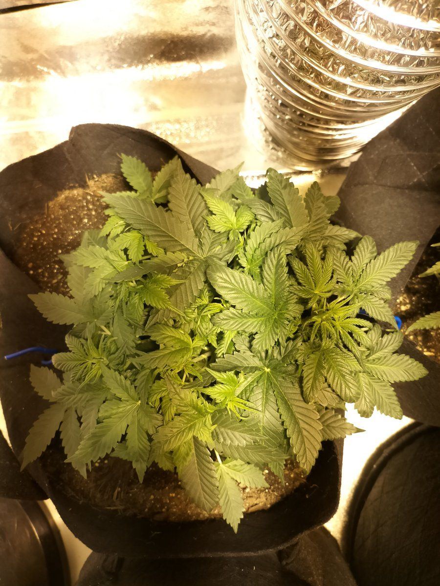 Day 29