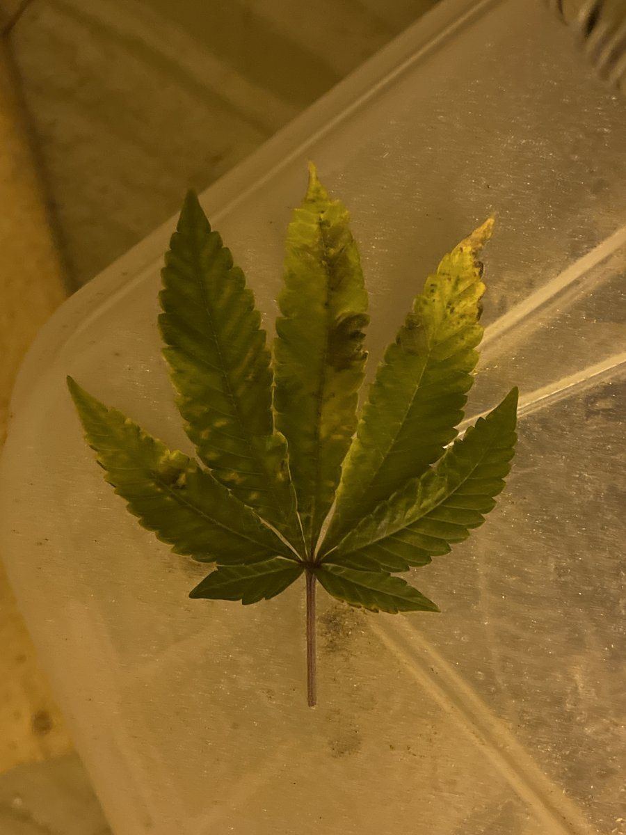 Day 29 since flip older fan leaves paling and some slight yellowing