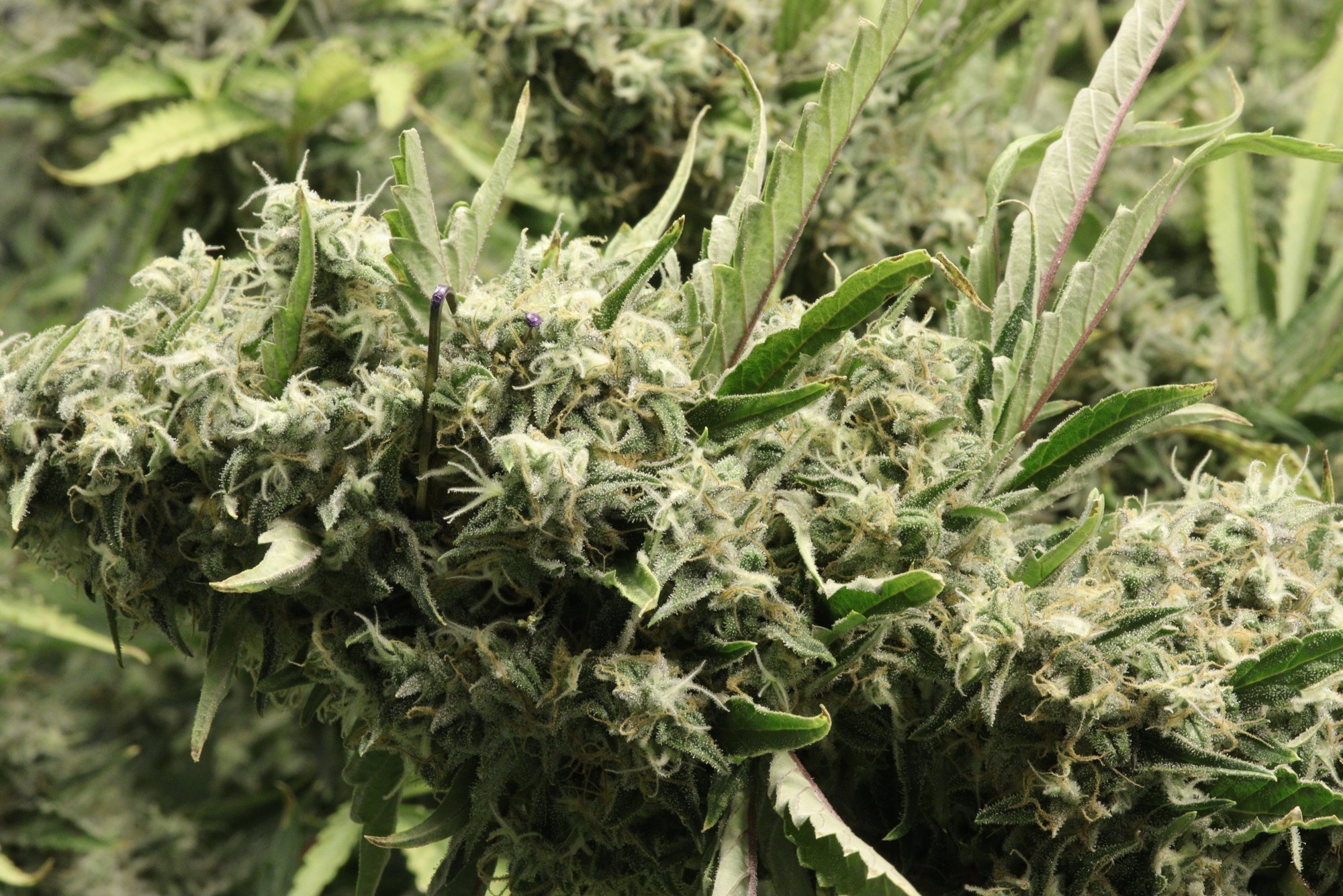 Day 3 Bud