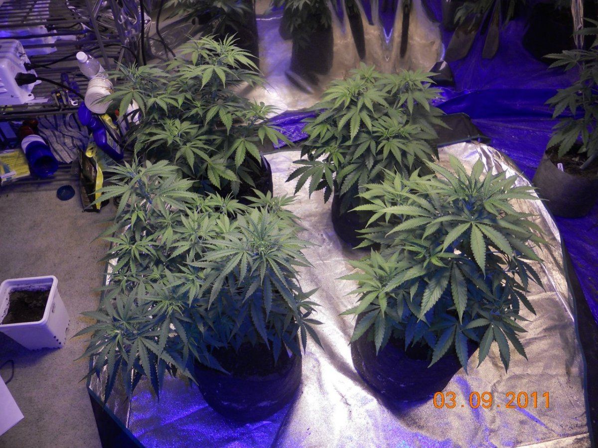 Day 3 flower 009