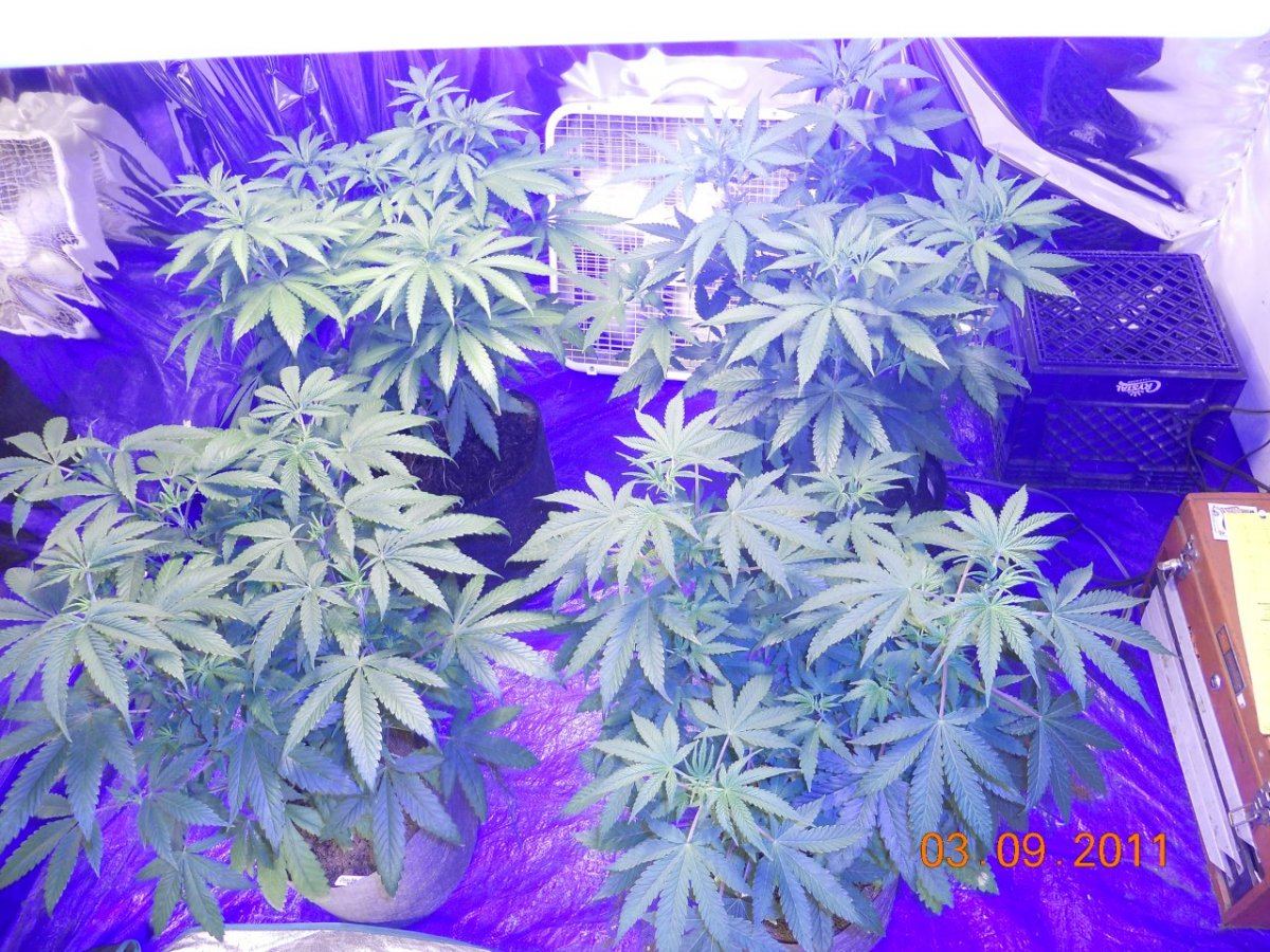 Day 3 flower 010