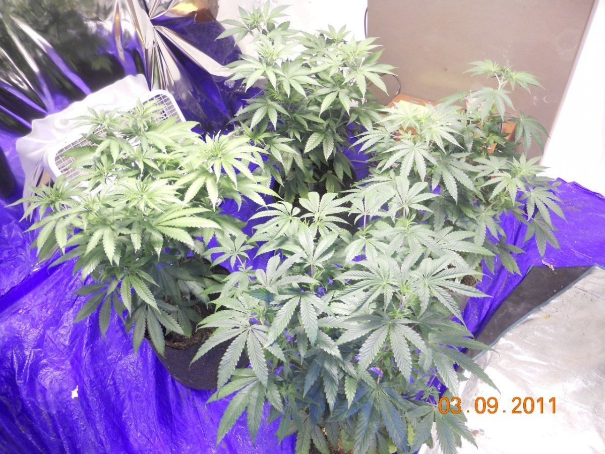 Day 3 flower 011
