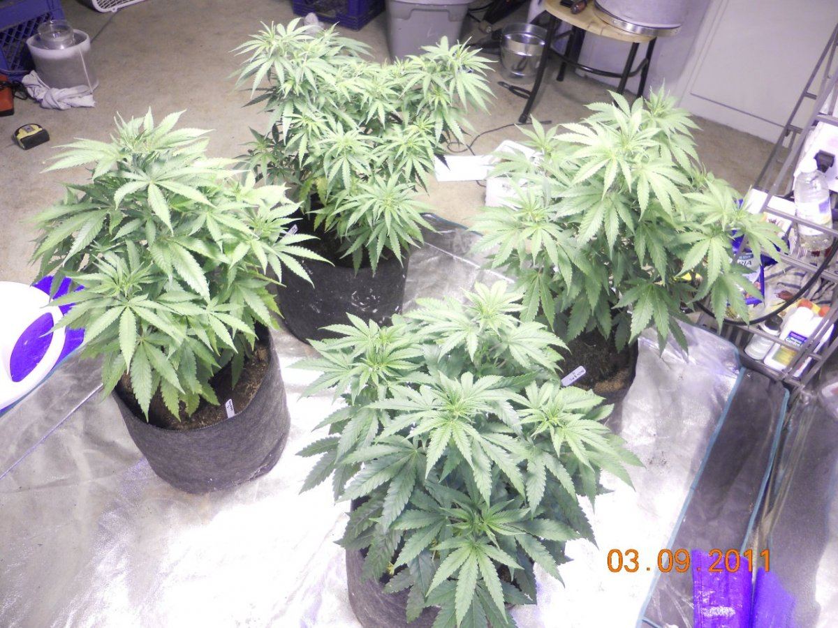 Day 3 flower 012