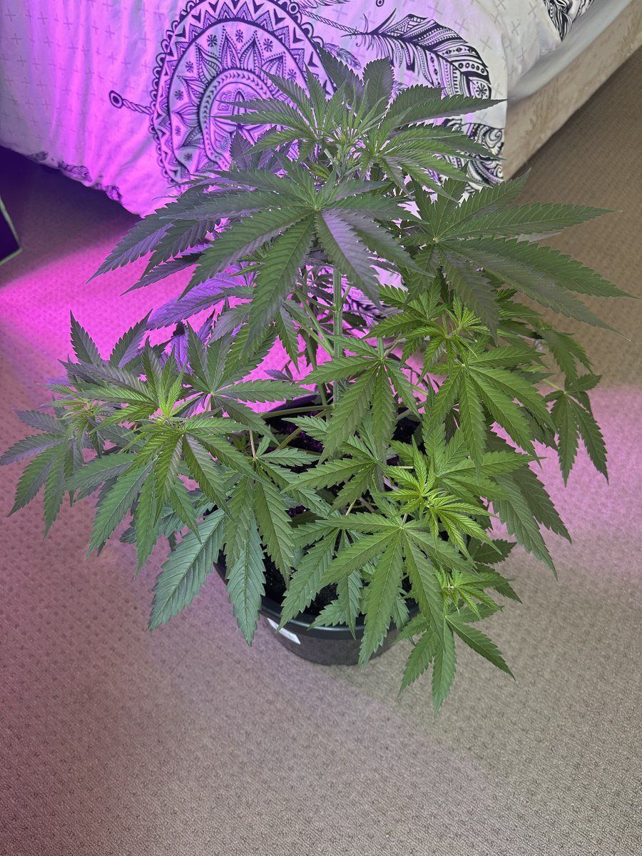 Day 31. ak47 Auto flower seeds - THCFarmer