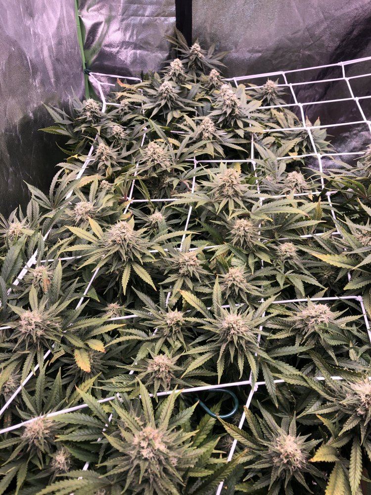 Day 31 of flower for the big bud strain 3