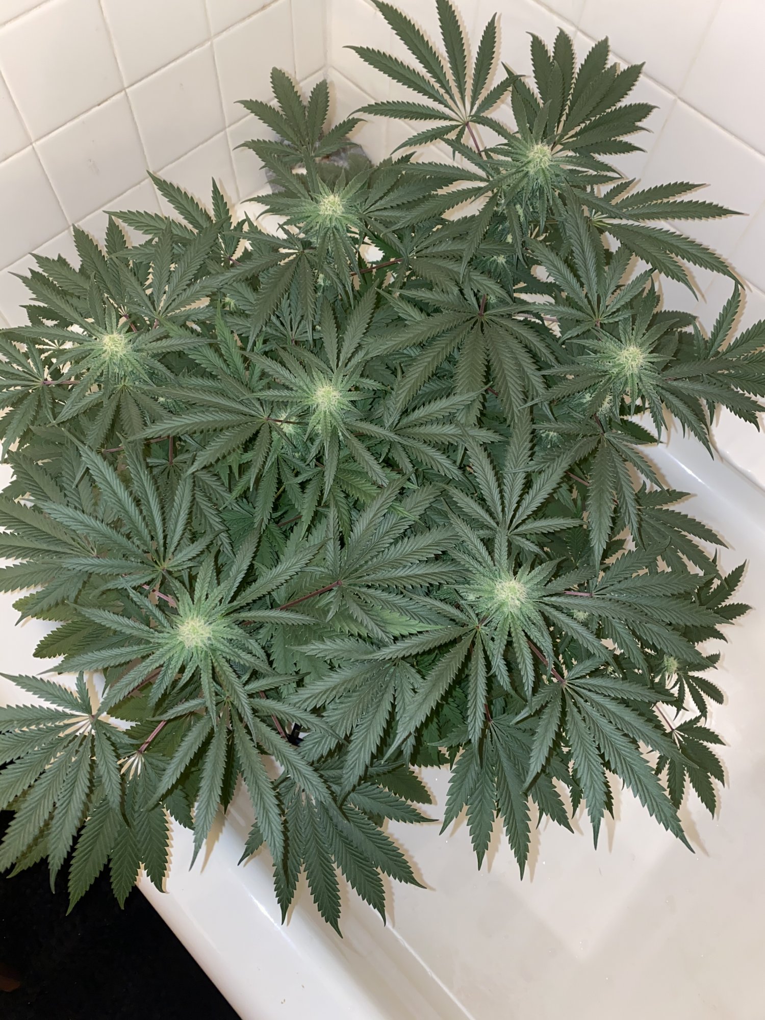 Day 31 of flower lower leaves drooping ok 3
