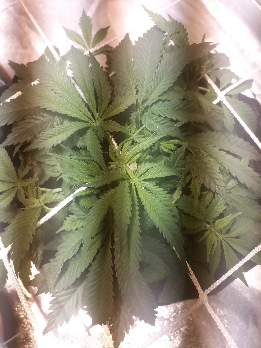 Day 32 2