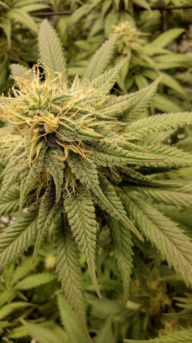 Day 33 flower coco perlite 5 gallon pots 5