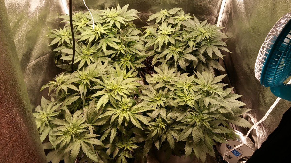 Day 35 4