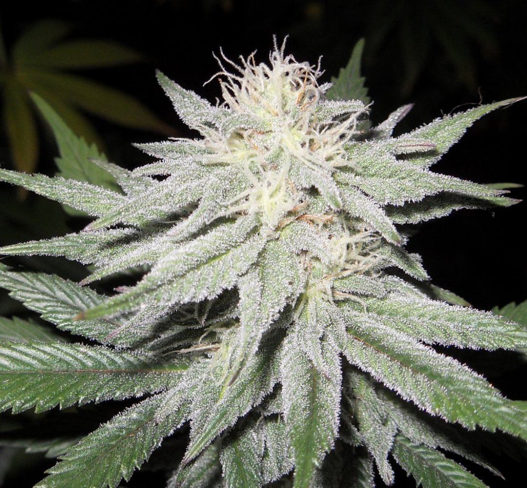 Day 35 8k flower PA5
