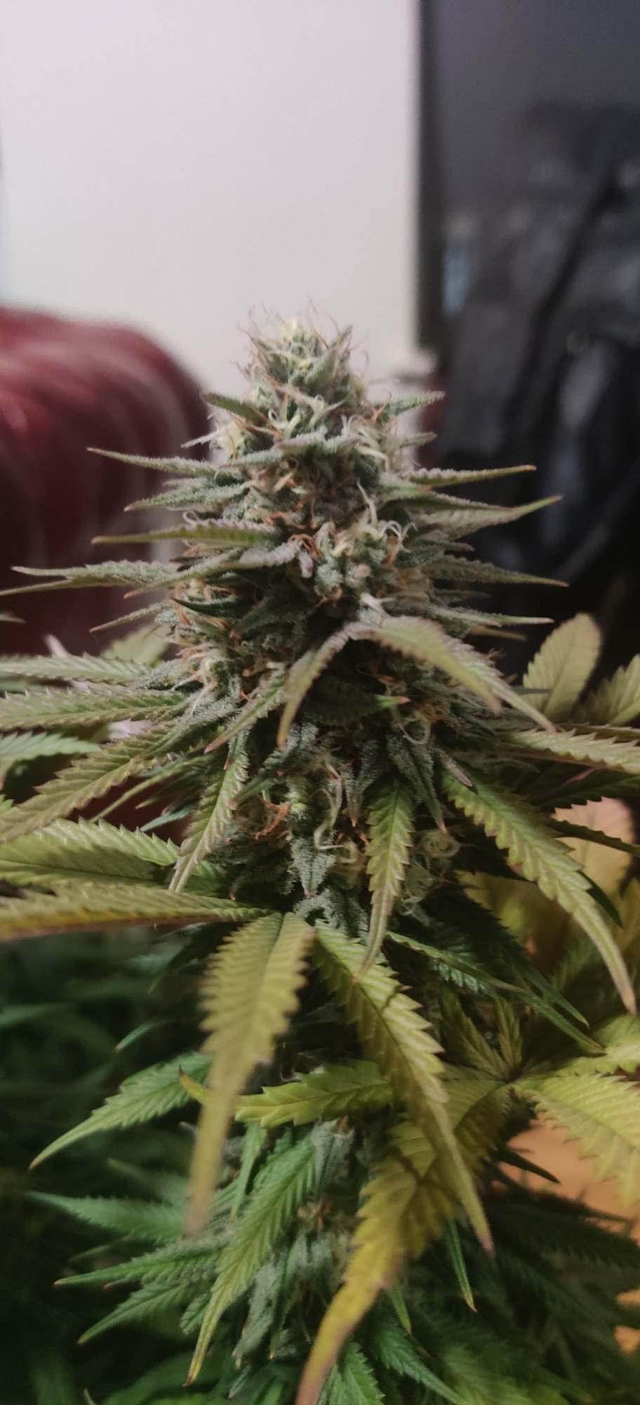 Day 35 is she almost ready already 4