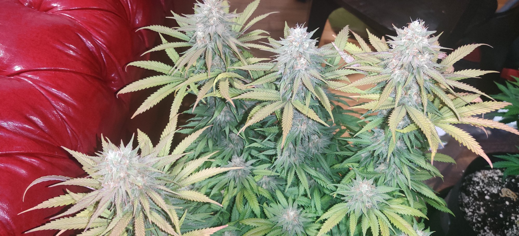 Day 35 is she almost ready already 5
