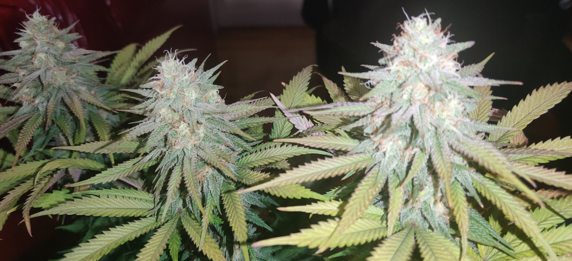 Day 35 is she almost ready already 6