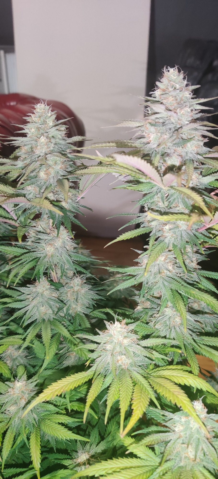 Day 35 is she almost ready already 7