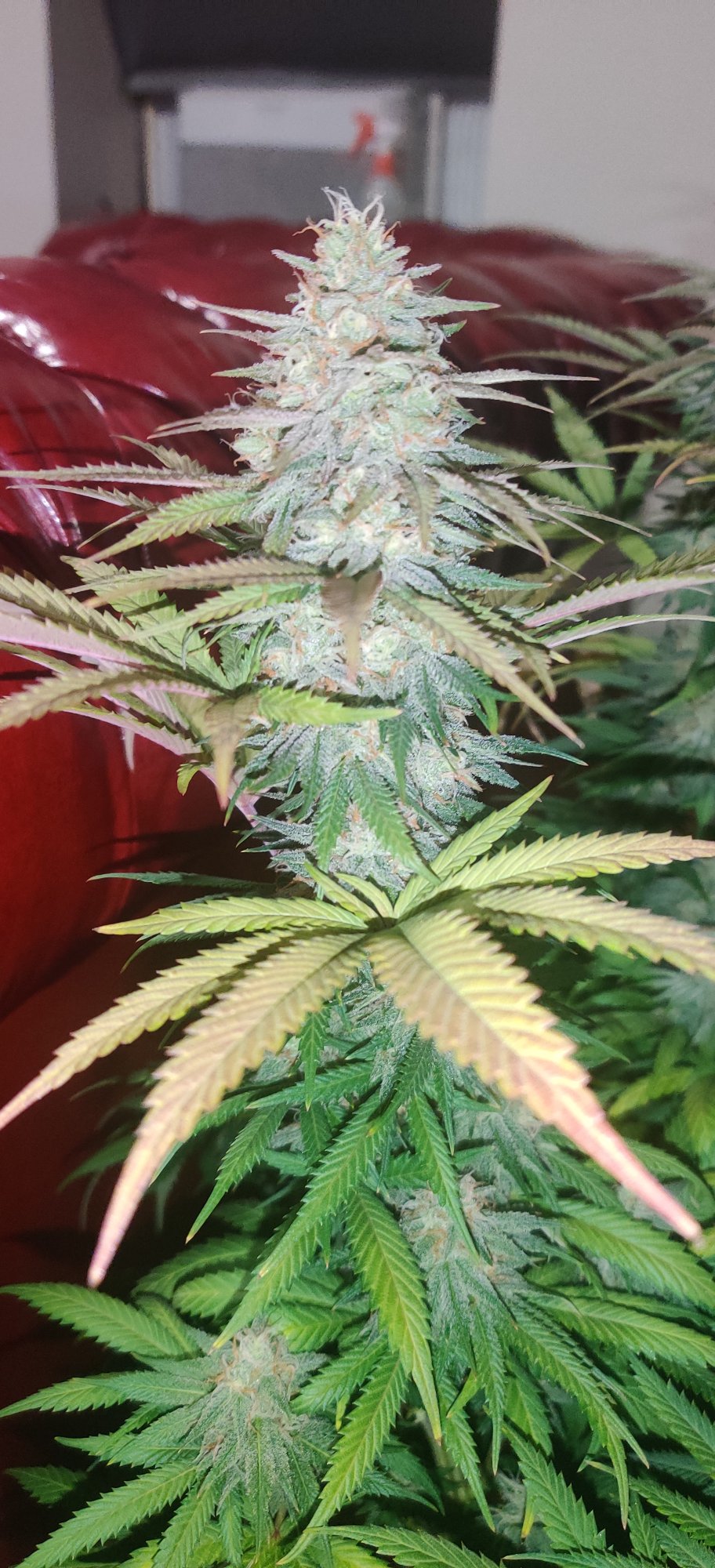 Day 35 is she almost ready already 8