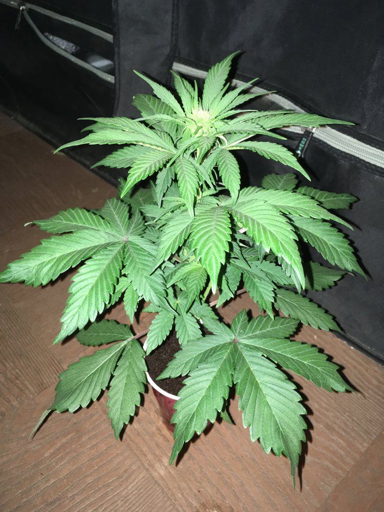 Day 35