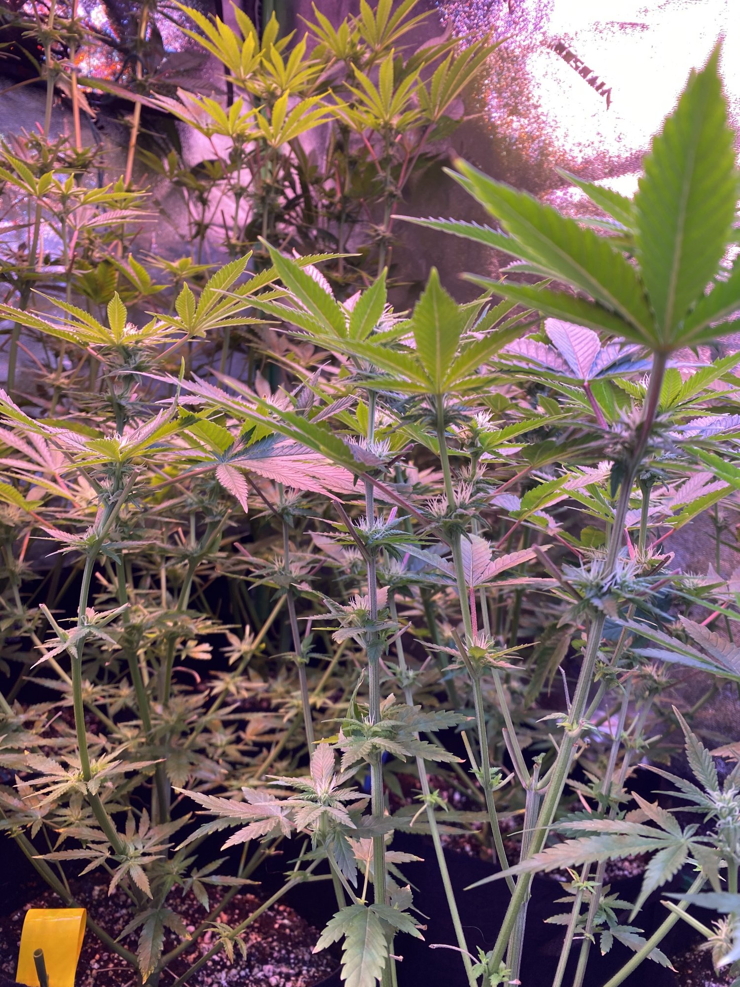 Day 35 of flower should i defoliate the top leaves 3